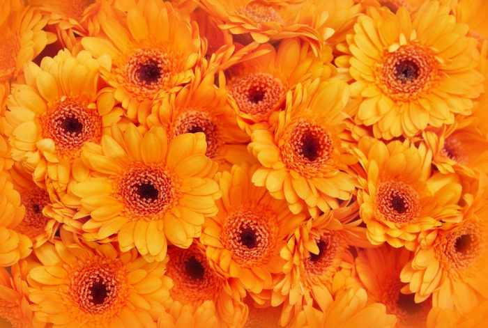 Orange flowers plants vibrant say they