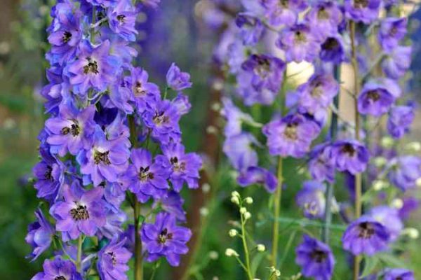 Plant with purple flowers