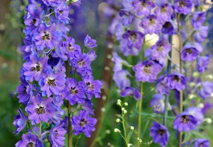 Plant with purple flowers