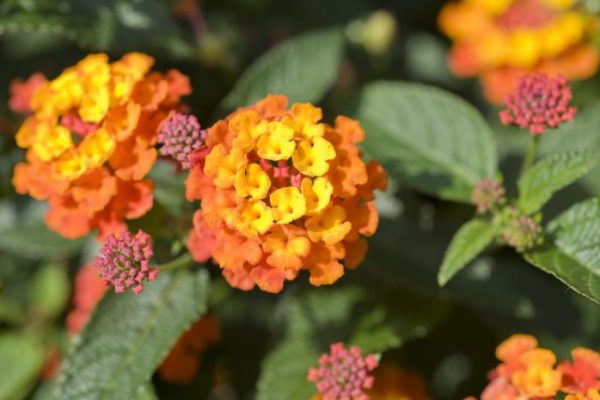 Plant with orange flowers