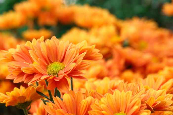 Plant with orange flowers