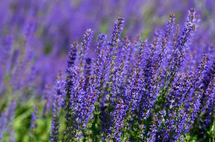 Plant with purple flowers