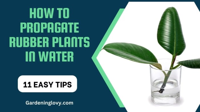 How often do you water rubber plants