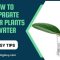 How Often Do Rubber Plants Need Water?