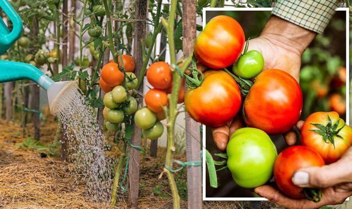 How much water should i give tomato plants