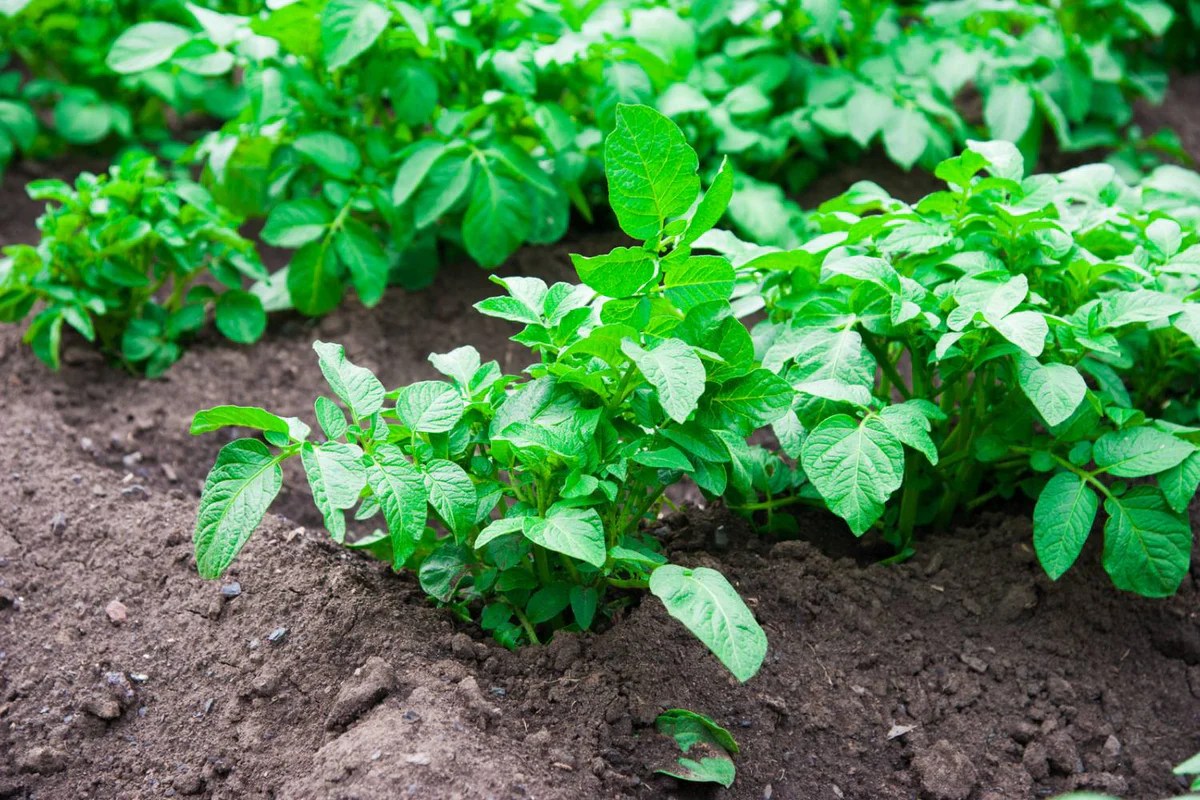 How often do potato plants need water