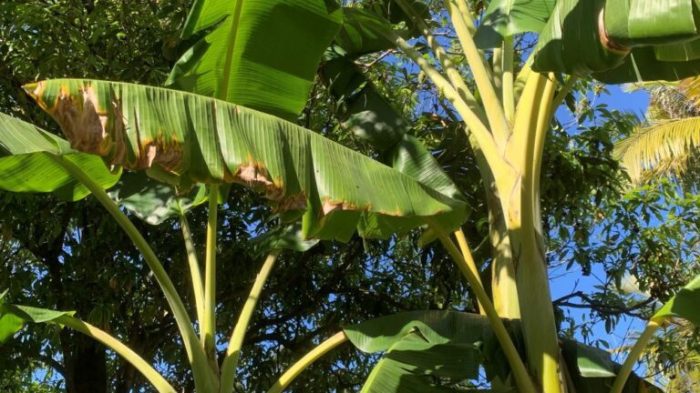 How often do i water my banana plant