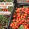 How Often Do I Water Cherry Tomato Plants?