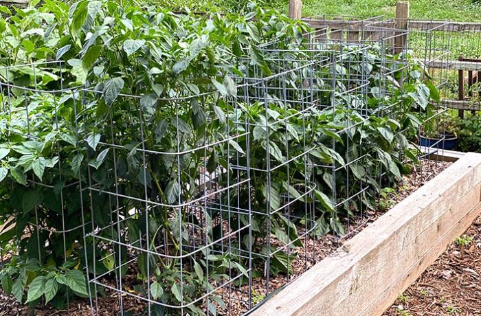 How much water to give pepper plants