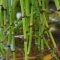 How Much Water to Put in Bamboo Plant