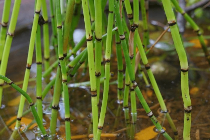 How much water to give bamboo plant