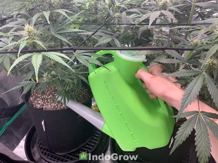 How often do you water your weed plants