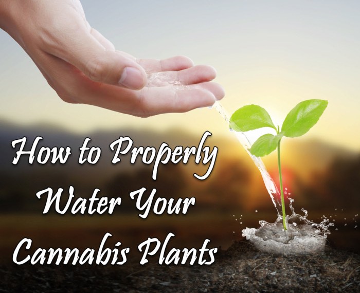 How much water to give cannabis plants