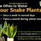 How Much Water to Put in Snake Plant?