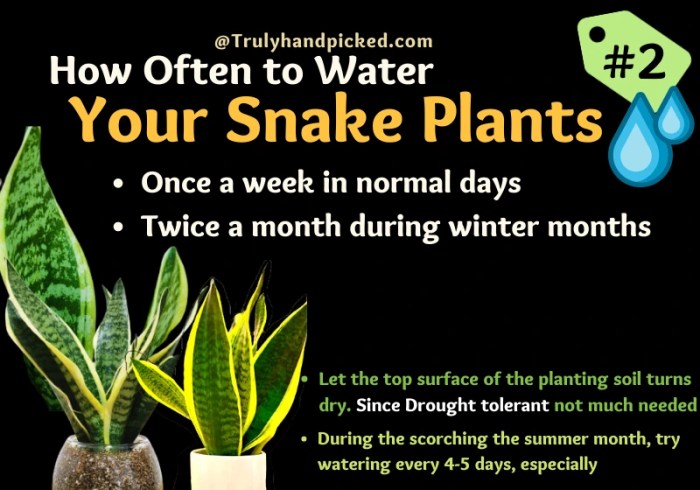 How much water to put in snake plant