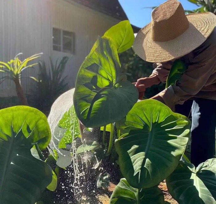 How often do you water elephant ear plants