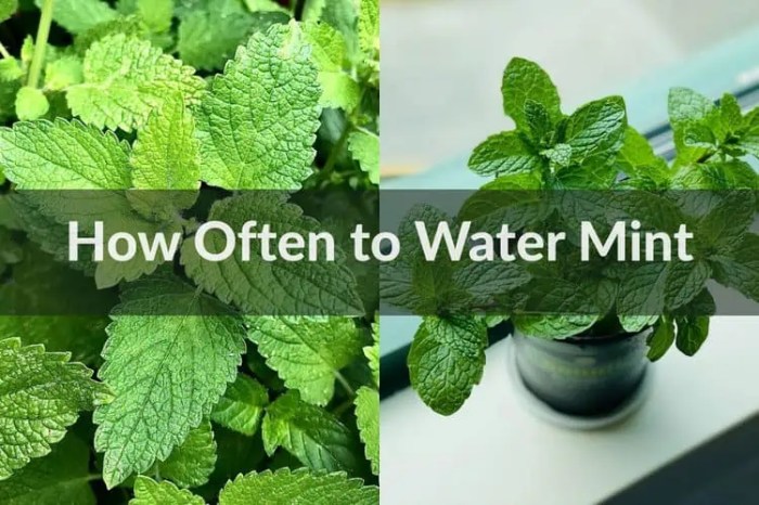 How often do you water a mint plant