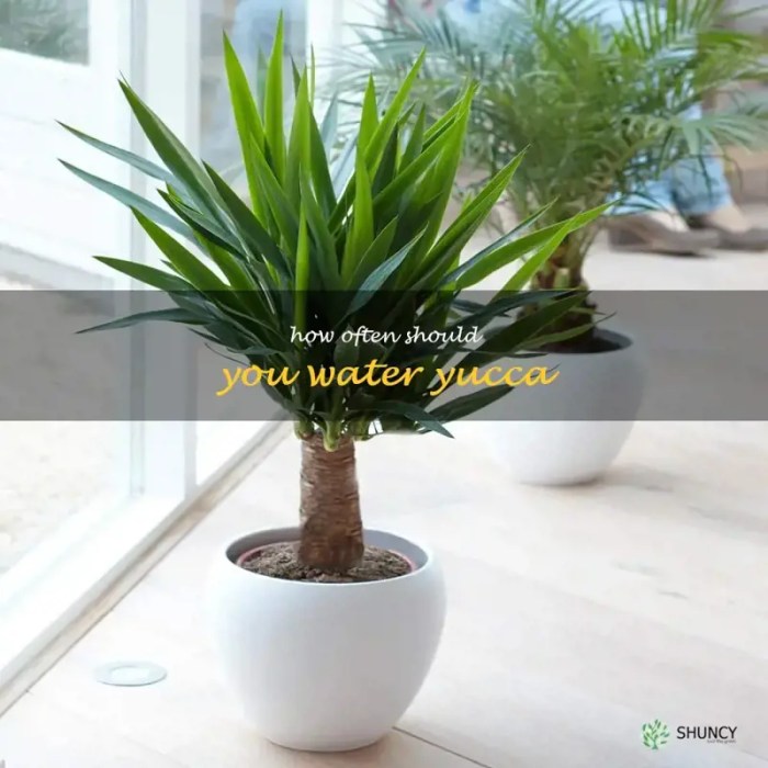 How often do i water a yucca plant