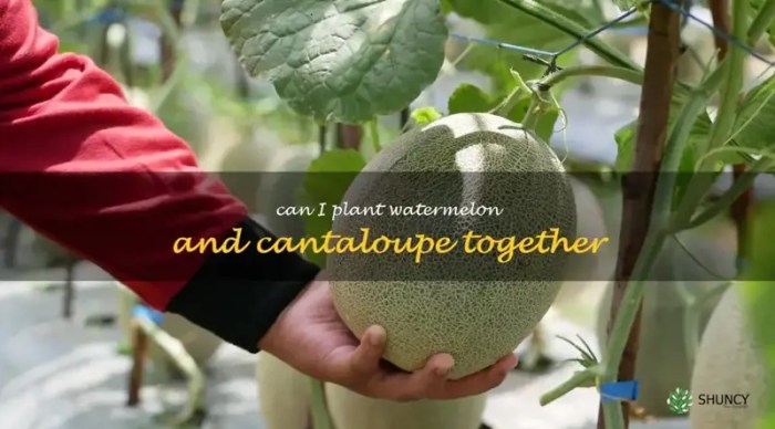 How often do you water cantaloupe plants