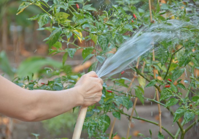 How often do i water my pepper plants