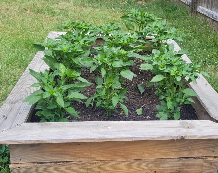 How often do you water cayenne pepper plants