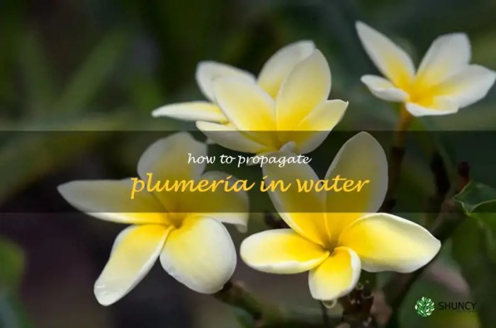 How often do you water plumeria plants