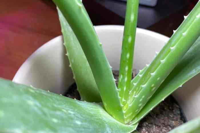 How much water to give an aloe plant