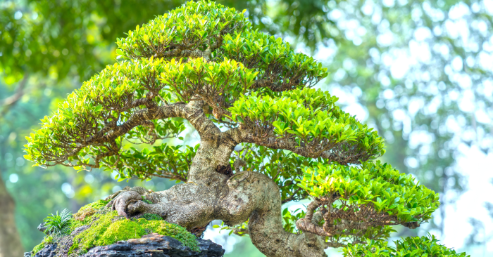 How often do i water a bonsai plant