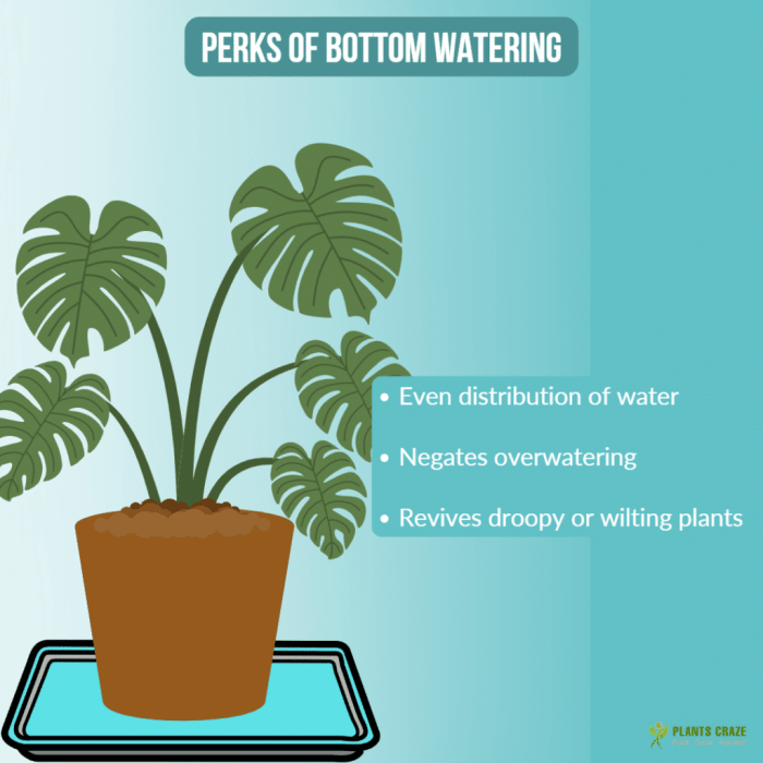 How often do you bottom water plants