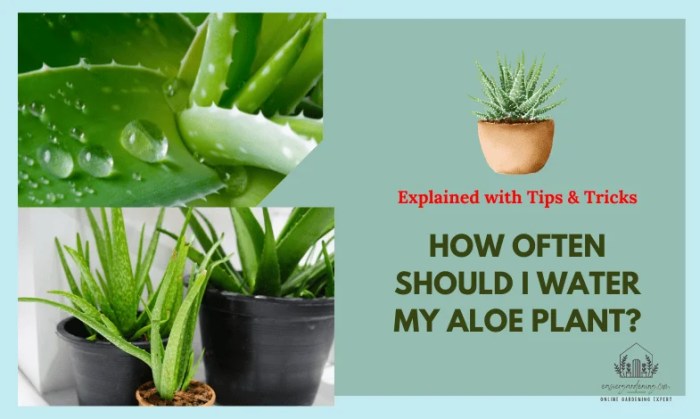 How often do you water aloe plant inside