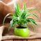 How Often Do You Water a Spider Plant?