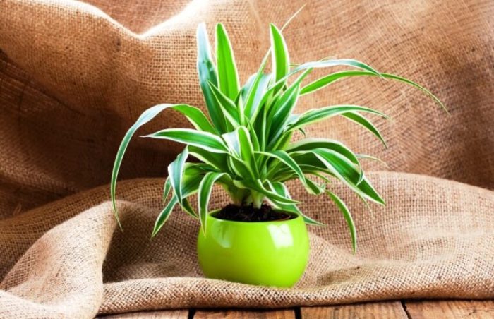 How often do u water a spider plant