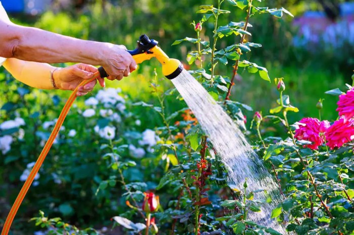 How often do i water newly planted roses