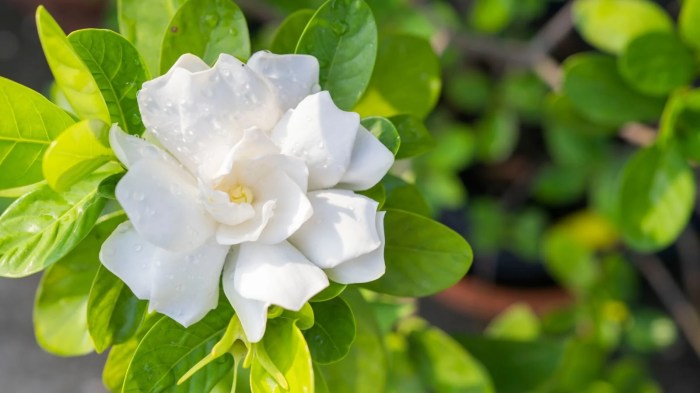 How often do you water gardenia plants