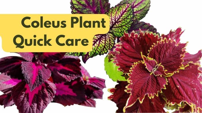 How often do you water coleus plants