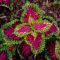 How Often Do You Water a Coleus Plant?