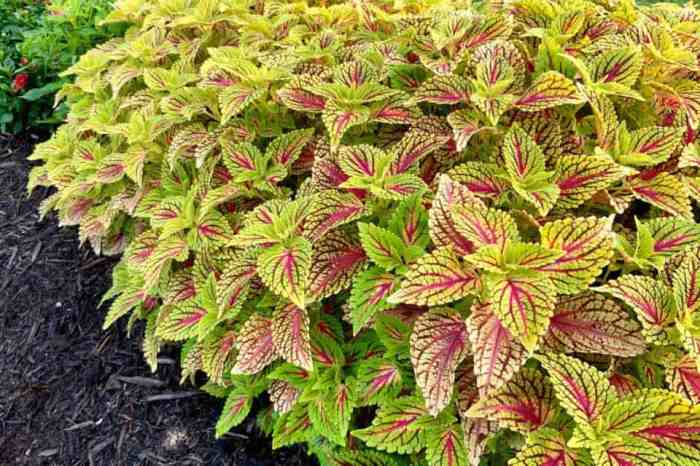 How often do you water a coleus plant