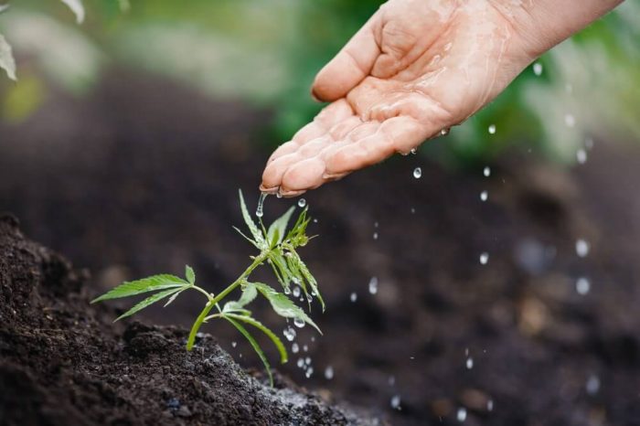 How much water to flush plants