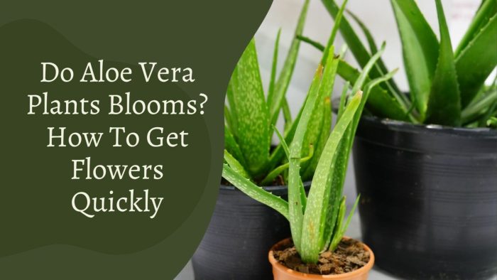 How often do aloe vera plants need water