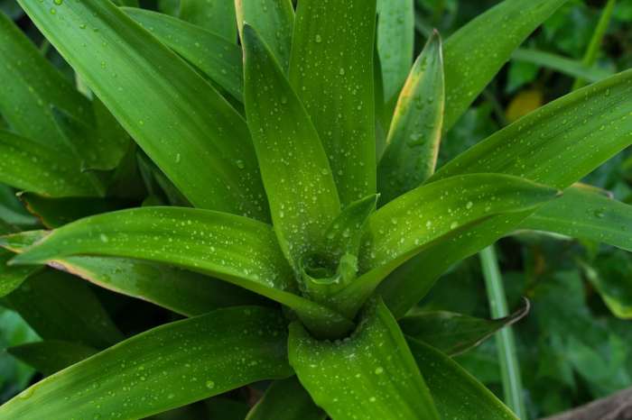 How often do you water dracena plants