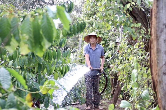 Coffee thriving watering humidity nutrients