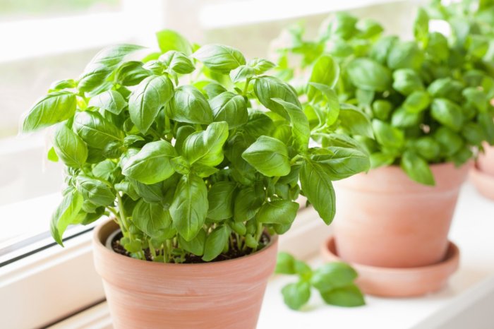 How often do i water my basil plant