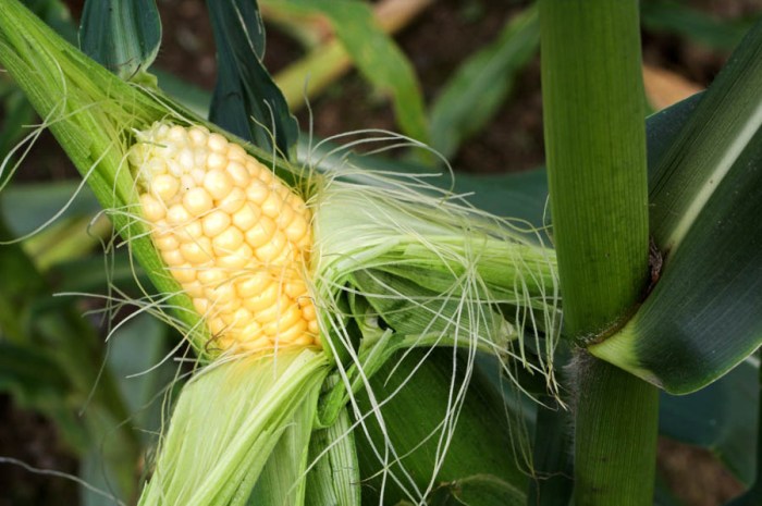 How often do i water a corn plant