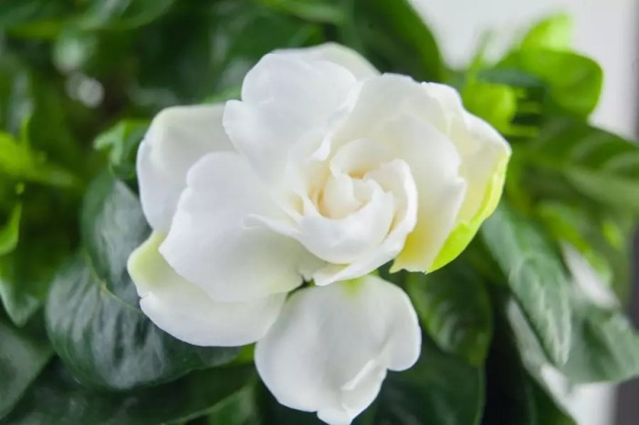 How often do you water gardenia plants