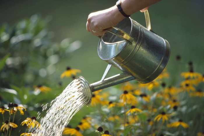 Houseplants should empressofdirt watering