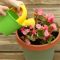 How Often Do You Water a Begonia Plant?