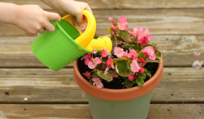 How often do you water a begonia plant