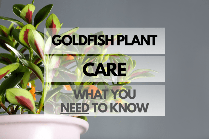 How often do you water a goldfish plant