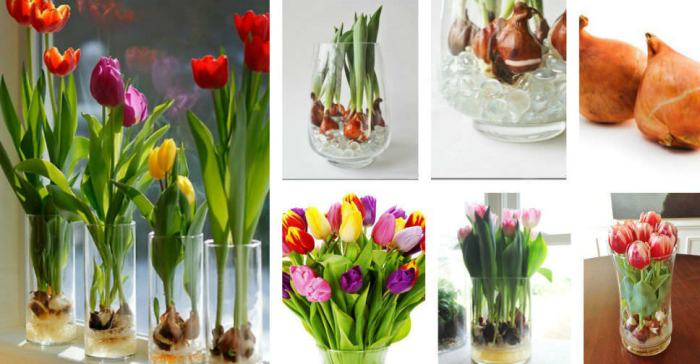 How often do you water a tulip plant