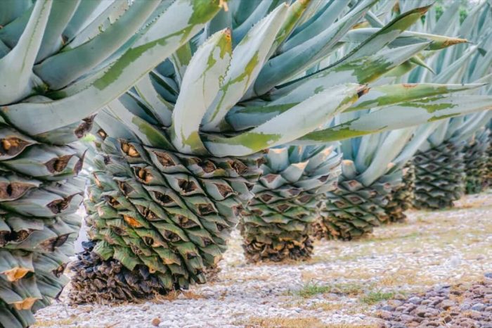 How often do you water an agave plant